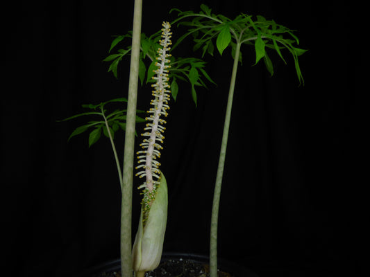 Taccarum caudatum - Near blooming tuber