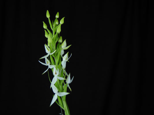 Habenaria malintana - Tuber