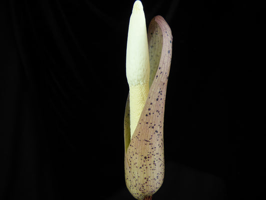 Amorphophallus ochroleucus - Seedling tuber