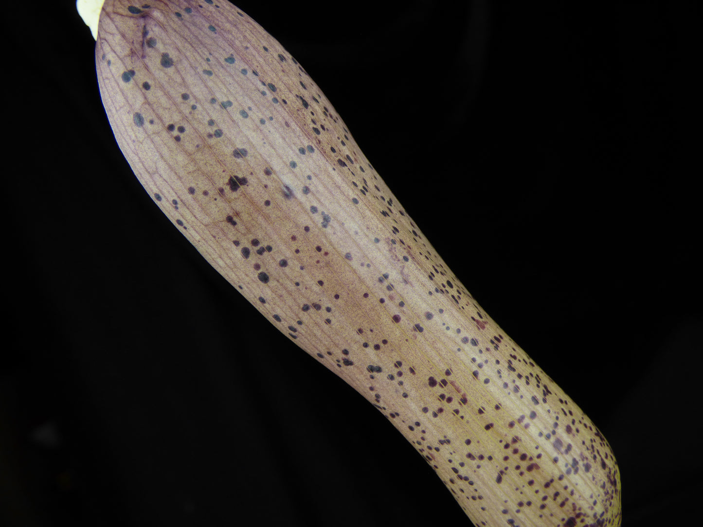 Amorphophallus ochroleucus - Seedling tuber