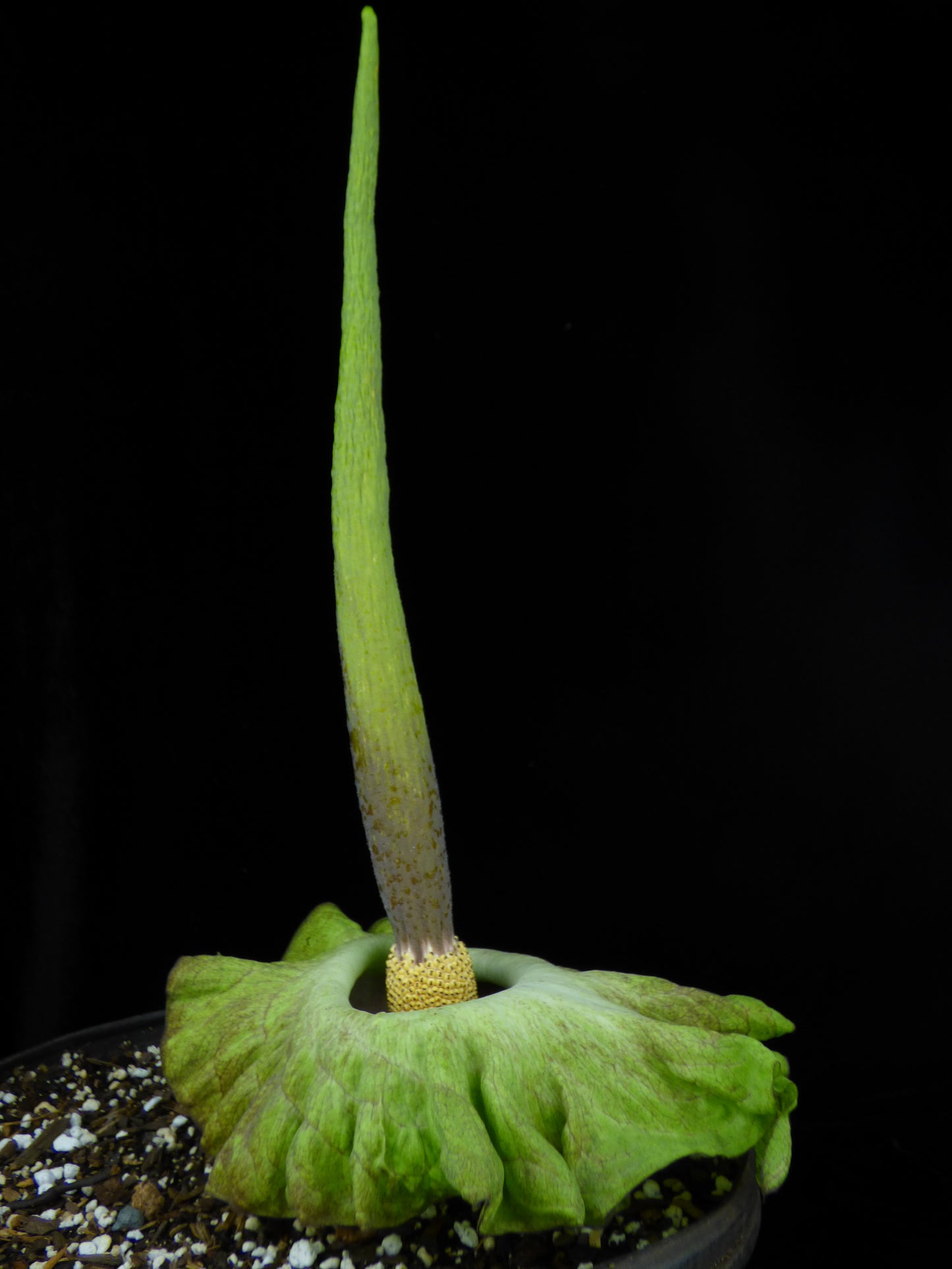 Amorphophallus (lewallei x impressus) - Seedling tuber