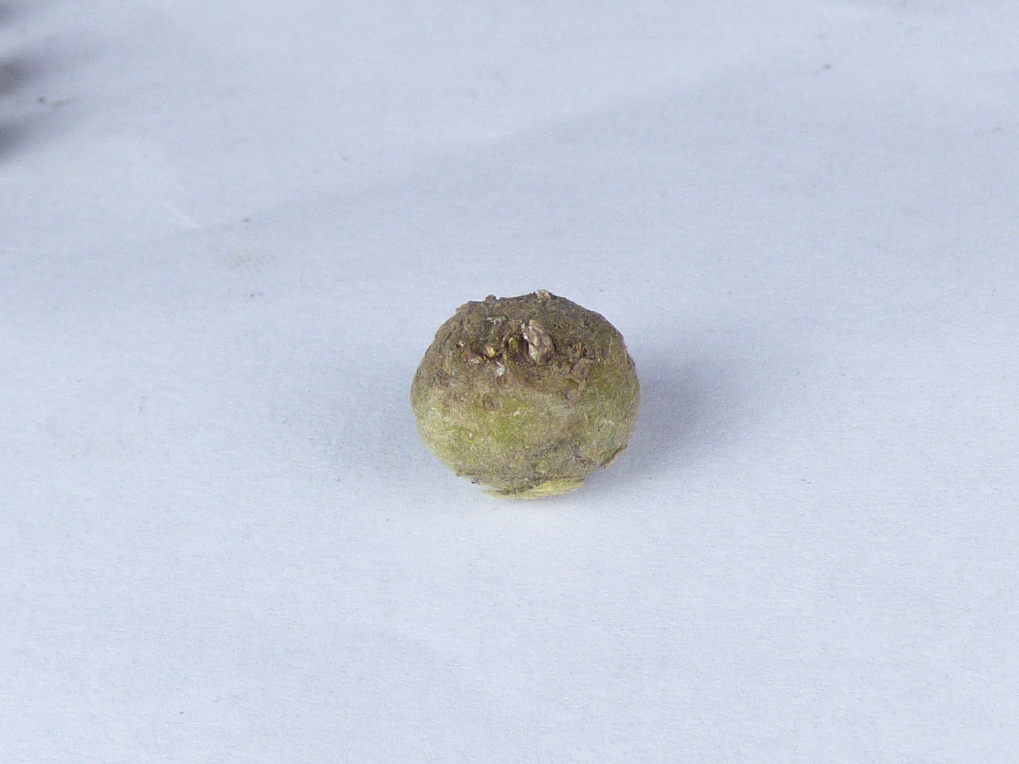 Amorphophallus aphyllus - Seed-grown seedling tuber
